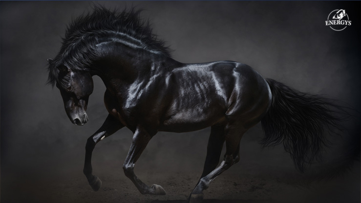 WALLPAPERS - schwarzer Hengst