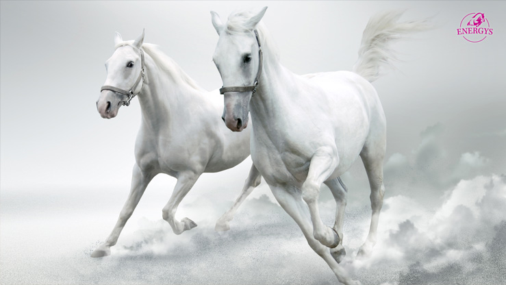 WALLPAPERS - weiße Pferde